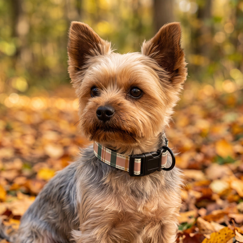 Yorkie i efterårsblade med Halsbånd Tern Efterår og sort spænde, tæt på (AI-genereret billede)