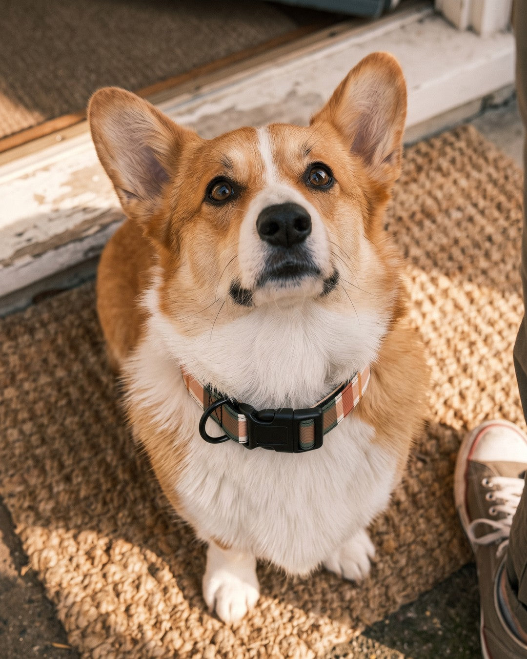 Corgi med tern-halsbånd og sort spænde sidder klar til gåtur. AI-billede.