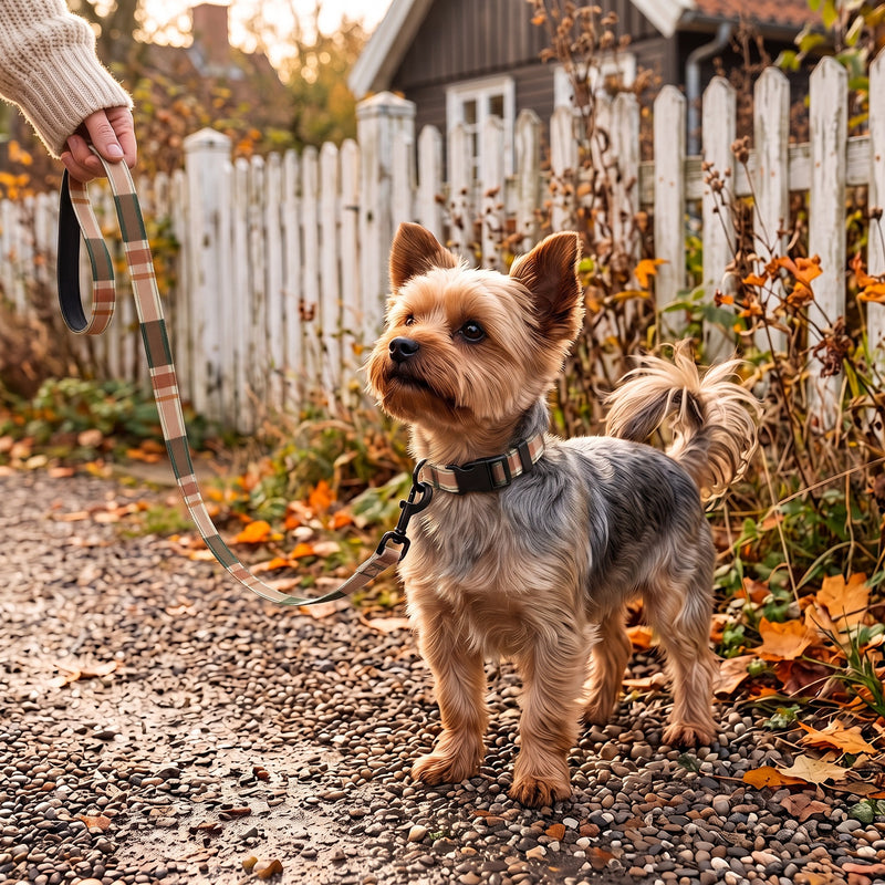 Yorkie ved hvidt stakit med halsbånd og snor fra Gåtursæt Tern Efterår (AI-genereret billede)