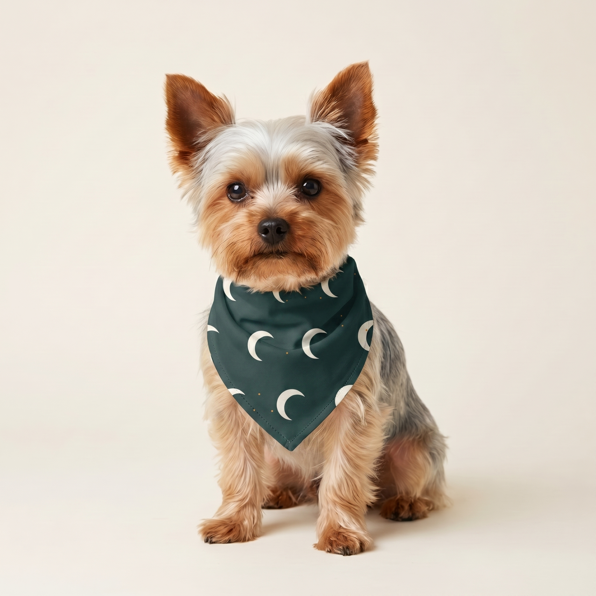 Måne Bandana på hund