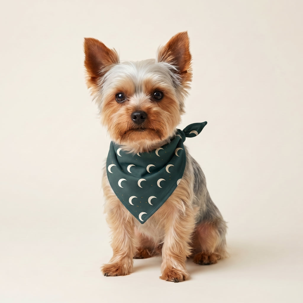 Måne bandana på Fluffy