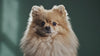 Video: hund ryster sig i slowmotion mod petrol-baggrund, 8 sek loop