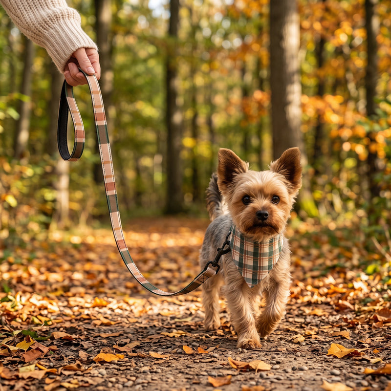 Yorkie på gåtur i skoven i Snor Tern Efterår og Bandana Tern Efterår (AI-genereret billede)