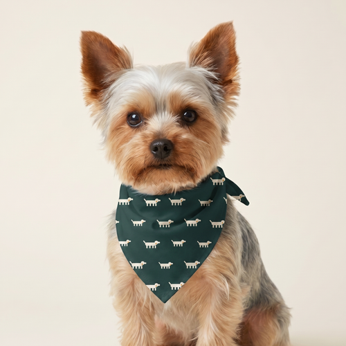 Gravhund Bandana på hund