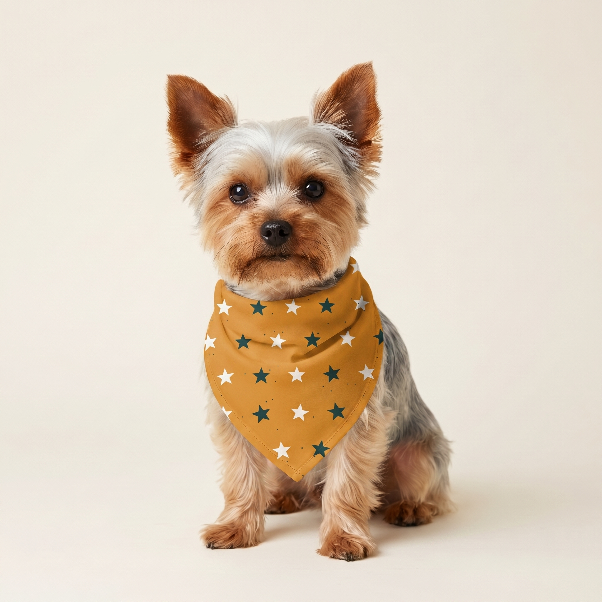 Stjerner Bandana på hund